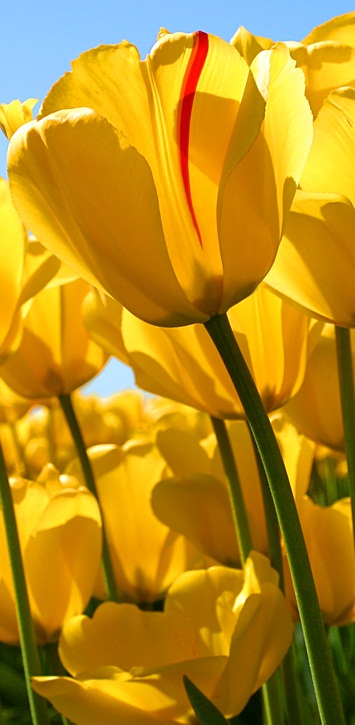 Tulipss.jpg