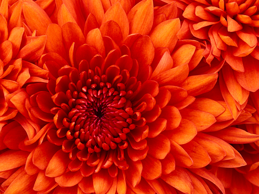 Chrysanthemum12345.jpg