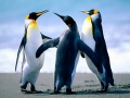 Penguins1709.jpg